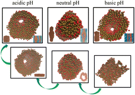 Graphical abstract: Influence of pH on the self-assembly of diphenylalanine peptides: molecular insights from coarse-grained simulations