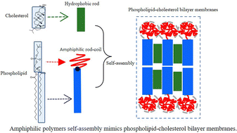 Graphical abstract: Mimicking effects of cholesterol in lipid bilayer membranes by self-assembled amphiphilic block copolymers