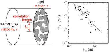 Graphical abstract: Frictional properties of phase-separated agarose hydrogels in water permeation