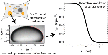 Graphical abstract: Surface tension measurement and calculation of model biomolecular condensates