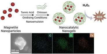 Graphical abstract: Hybrid nanogels by direct mixing of chitosan, tannic acid and magnetite nanoparticles: processes involved in their formation and potential catalytic properties