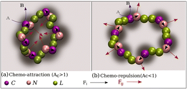 Graphical abstract: Structure and dynamics of chemically active ring polymers: swelling to collapse