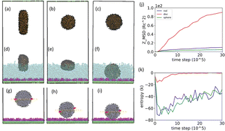 Graphical abstract: Adhesion dynamics of functionalized nanocarriers to endothelial cells: a dissipative particle dynamics study