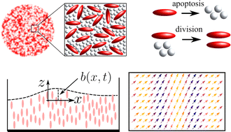 Graphical abstract: Instabilities in a growing system of active particles: scalar and vectorial systems