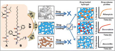 Graphical abstract: Effect of molar ratio and concentration on the rheological properties of two-component supramolecular hydrogels: tuning of the morphological and drug releasing behaviour