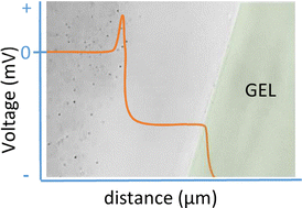 Graphical abstract: Voltage and concentration gradients across membraneless interface generated next to hydrogels: relation to glycocalyx