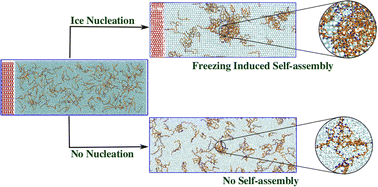 Graphical abstract: Does freezing induce self-assembly of polymers? A molecular dynamics study
