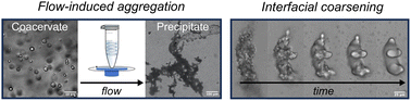 Graphical abstract: Coacervate or precipitate? Formation of non-equilibrium microstructures in coacervate emulsions