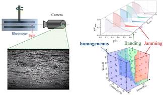 Graphical abstract: Role of confinement in the shear banding and shear jamming in noncolloidal fiber suspensions