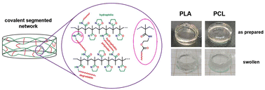 Graphical abstract: Covalent segmented polymer networks composed of poly(2-isopropenyl-2-oxazoline) and selected aliphatic polyesters: designing biocompatible amphiphilic materials containing degradable blocks