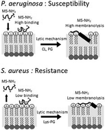 Graphical abstract: Bacterial susceptibility and resistance to modelin-5