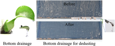 Graphical abstract: Pontederia crassipes inspired bottom overflow for fast and stable drainage