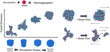 Graphical abstract: Influence of shape on heteroaggregation of model microplastics: a simulation study