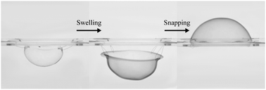Graphical abstract: Snap-through inversion of elastic shells swelling via solvent diffusion