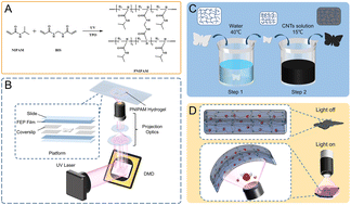 Graphical abstract: An aquatic biomimetic butterfly soft robot driven by deformable photo-responsive hydrogel
