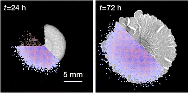 Graphical abstract: Residual cells and nutrient availability guide wound healing in bacterial biofilms