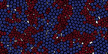 Graphical abstract: Cell sorting by active forces in a phase-field model of cell monolayers