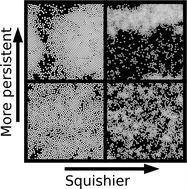 Graphical abstract: Motility induced phase separation of deformable cells