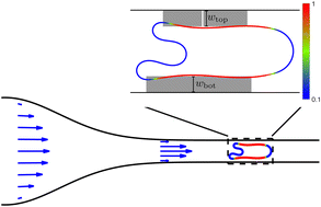 Graphical abstract: Hydrodynamics of a multicomponent vesicle under strong confinement