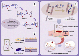 Graphical abstract: Balanced chemical reactivity, antimicrobial properties and biocompatibility of decellularized dermal matrices for wound healing