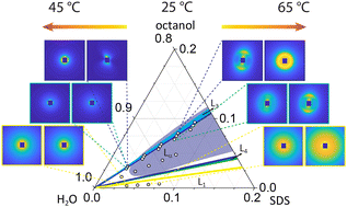 Graphical abstract: Composition and temperature effects on the solution structure of SDS/octanol/brine by SANS, NMR and microscopy