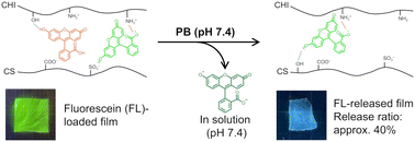 Graphical abstract: The pH responsiveness of fluorescein loaded in polysaccharide composite films