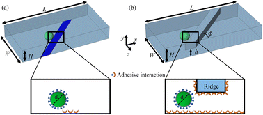 Graphical abstract: Adhesion-based high-throughput label-free cell sorting using ridged microfluidic channels