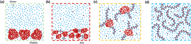 Graphical abstract: Amphiphilic monomers bridge hydrophobic polymers and water