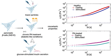 Graphical abstract: A microrheological examination of insulin-secreting β-cells in healthy and diabetic-like conditions