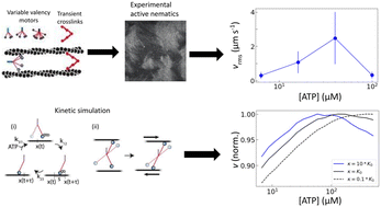 Graphical abstract: Motor crosslinking augments elasticity in active nematics