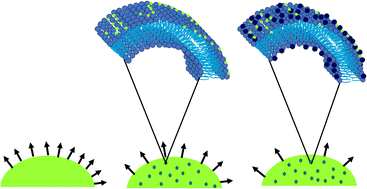 Graphical abstract: Dehydration of biological membranes in a non-condensing environment