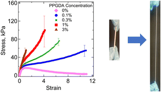 Graphical abstract: Effects of concentration of hydrophobic component and swelling in saline solutions on mechanical properties of a stretchable hydrogel