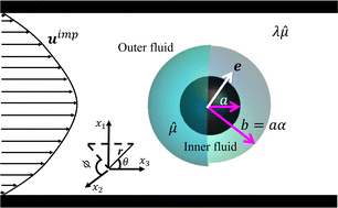 Graphical abstract: Active compound particles in a quadratic flow: hydrodynamics and morphology