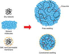 Graphical abstract: Swelling kinetics of constrained hydrogel spheres