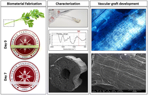 Graphical abstract: Development of tissue-engineered vascular grafts from decellularized parsley stems