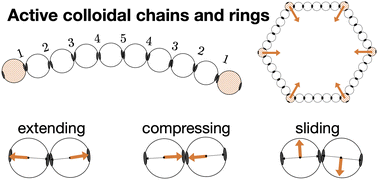 Graphical abstract: Activity affects the stability, deformation and breakage dynamics of colloidal architectures