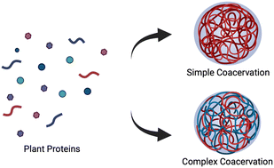 Graphical abstract: Simple and complex coacervation in systems involving plant proteins