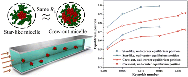 Graphical abstract: Inertial migration of polymer micelles in a square microchannel