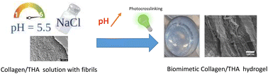 Graphical abstract: Optimizing the physical properties of collagen/hyaluronan hydrogels by inhibition of polyionic complexes formation at pH close to the collagen isoelectric point