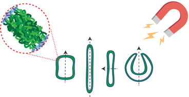 Graphical abstract: The average magnetic anisotropy of polystyrene in polymersomes self-assembled from poly(ethylene glycol)-b-polystyrene