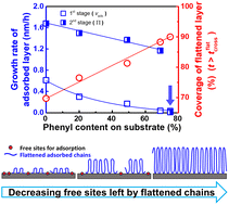 Graphical abstract: Flattened chains dominate the adsorption dynamics of loosely adsorbed chains on modified planar substrates