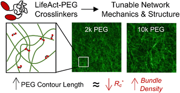 Graphical abstract: Highly flexible PEG-LifeAct constructs act as tunable biomimetic actin crosslinkers