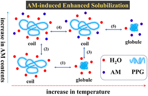 Graphical abstract: Acrylamide-induced enhanced solubilization of poly(propylene glycol) in aqueous solution