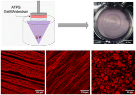 Graphical abstract: Structuring gelatin methacryloyl – dextran hydrogels and microgels under shear