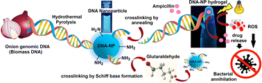 Graphical abstract: A biomass-derived dual crosslinked DNA-nanoparticle hydrogel for visible light-induced photodynamic bacterial inactivation