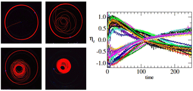 Graphical abstract: Active chiral dynamics and boundary accumulation phenomenon in confined camphor particles