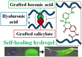 Graphical abstract: Phenylboronate-salicylate ester cross-linked self-healing hydrogel composed of modified hyaluronan at physiological pH