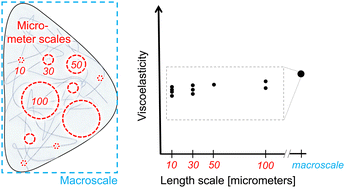 Graphical abstract: Measuring mechanical cues for modeling the stromal matrix in 3D cell cultures