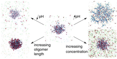 Graphical abstract: Monte Carlo simulation of the ionization and uptake behavior of cationic oligomers into pH-responsive polyelectrolyte microgels of opposite charge – a model for oligopeptide uptake and release