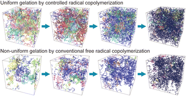 Graphical abstract: Comparison of gels synthesized by controlled radical copolymerization and free radical copolymerization: molecular dynamics simulation
